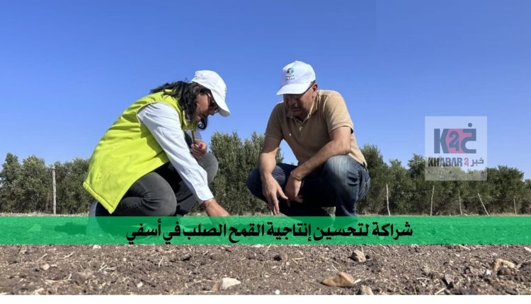 شراكة لتحسين إنتاجية القمح الصلب في أسفي
