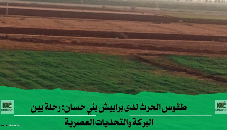 طقوس الحرث لدى برابيش بني حسان: رحلة بين البركة والتحديات العصرية