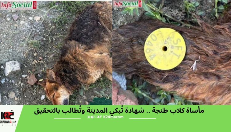 مأساة كلاب طنجة