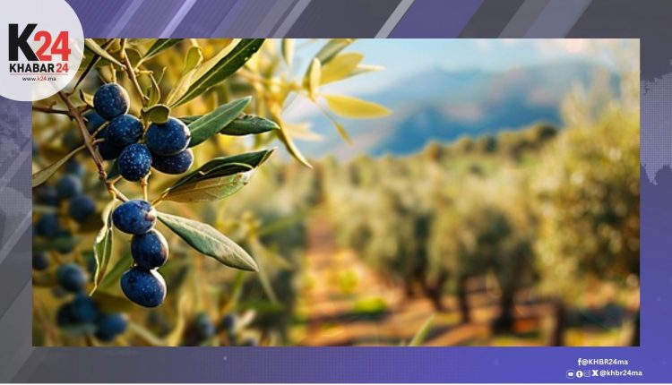 سيدي بوبكر تستثمر في تكوين فلاحي الزيتون لمواجهة تحديات المناخ