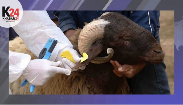 إعلان مهم للراغبين في العمل الميداني.. فتح الترشيح لعملية تسجيل وترقيم الأضاحي