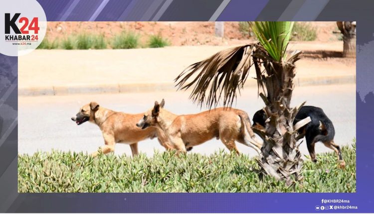 بين الرصاص والصمت… من يحمي حيوانات المغرب؟