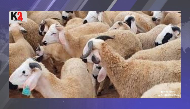 عيد الأضحى بين قيم التضامن وفوضى السلوك الاستهلاكي
